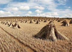 10 сентября - Анна и Савва Скирдники