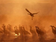 13 сентября - Куприянов день, Журавлиное вече