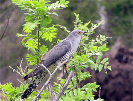 1 мая - Кузьма Огородник