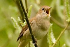 15 мая - Борис и Глеб Сеятели