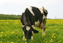 16 мая - Марфа Рассадница, Зеленые щи