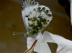 18 мая - Арина Капустница, Арина Рассадница