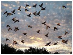 27 мая - Сидор Бокогрей