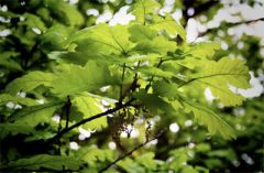 31 мая - Федот Овсяник, Семь дев