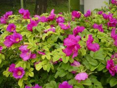 6 июня - Свобориное дерево