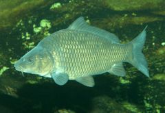 8 июня - Карп Карполов