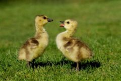 10 июня - Никита Гусятник