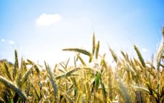 14 июня - Устин — Брусничные губы