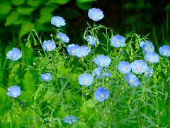 17 июня - Митрофан Навозник