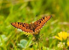 19 июня - Ларион Пропольник