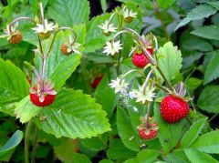 22 июня - Кириллин день