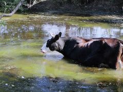26 июня - Акулина Гречишница